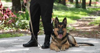 Dog Handling Security Services