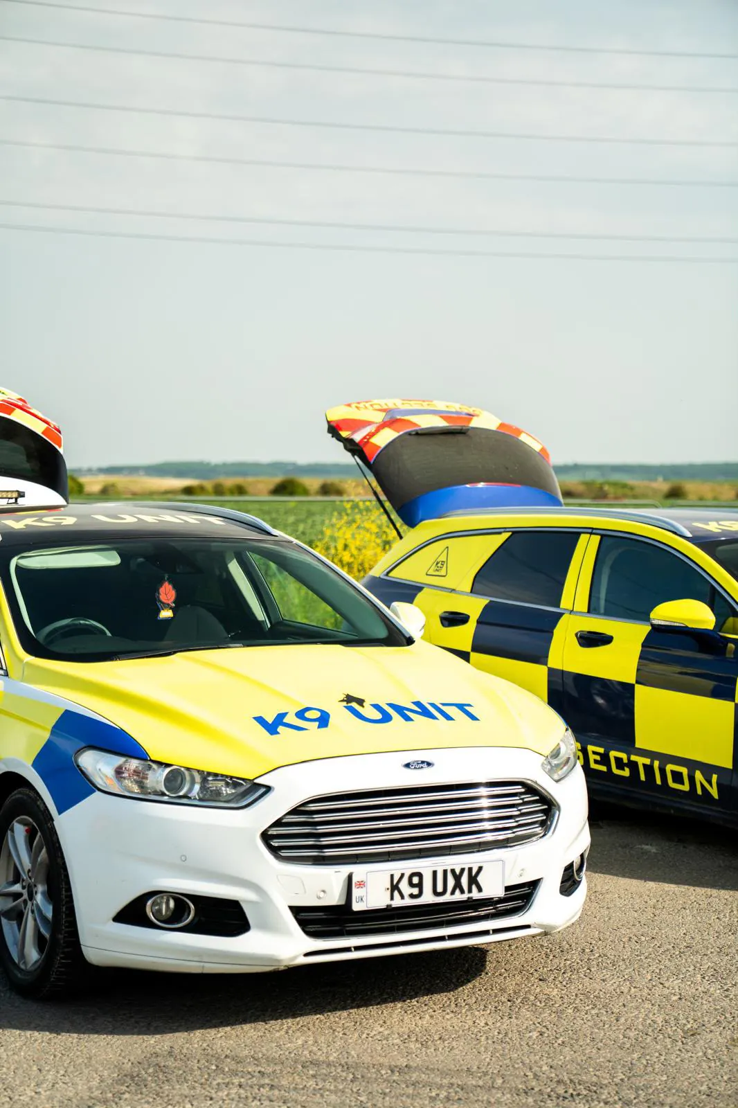 Professional drug detection dogs service